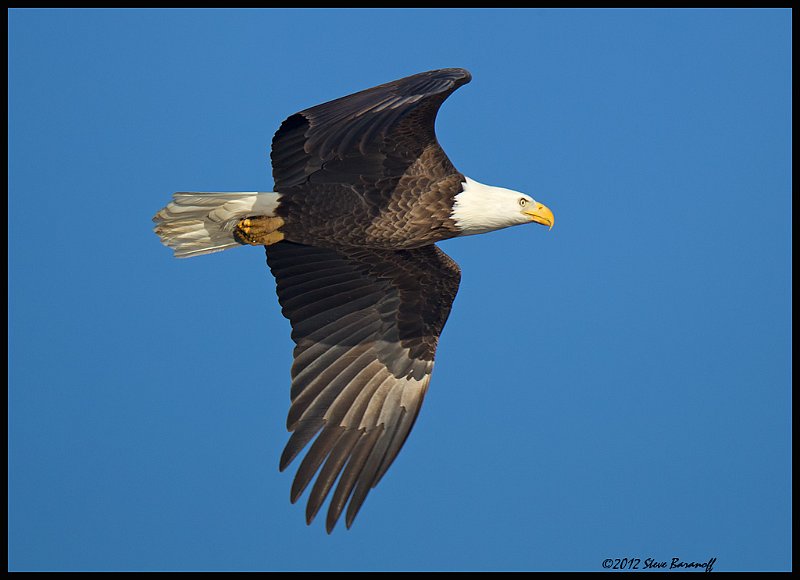 _2SB6957 bald eagle.jpg
